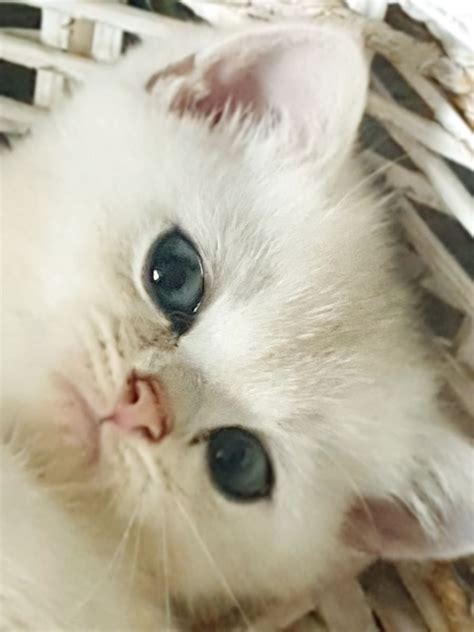 Котята к продаже