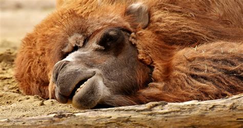 “Three Day Hump” 3일이 고비? 작심삼일? – OWL Dictionary