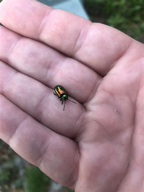 What is this beetle (NYC) : r/whatbugisthis