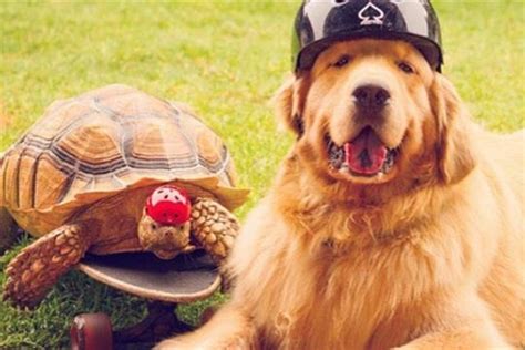 Do Turtles Get Along With Dogs