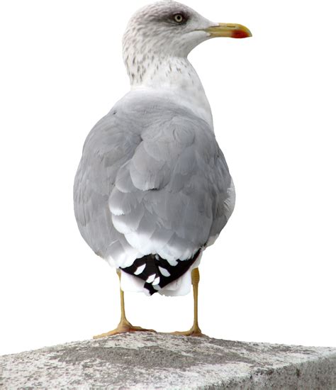 Gull PNG