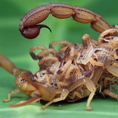 Animal Como O Escorpião - Biologia e reprodução de escorpião - DDtudo