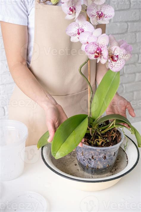 Transplanting orchid plants. Home gardening, breeding of orchids