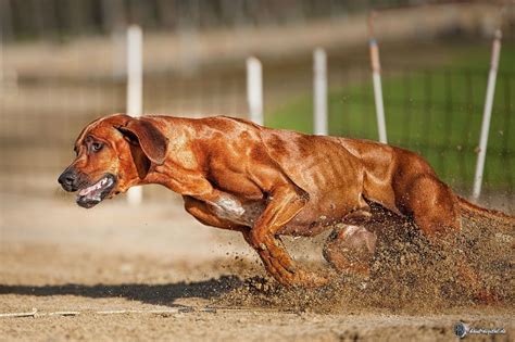 QUALITY DOGS | Rhodesian ridgeback dog, Rhodesian ridgeback, Dog breeds