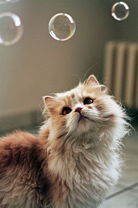 mostlycatsmostly: Catnip Bubbles (via Shalyn Casar Fotografie) | Pretty ...