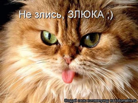 Котоматрица: Не злись, ЗЛЮКА ;)