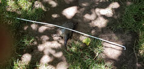 Walked into my backyard and found this. Wtf happened? : r/WTF