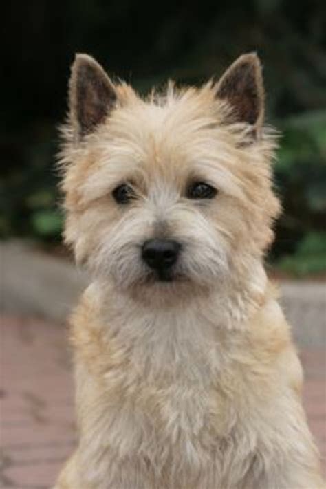 Cairn Terrier vs West Highland White Terrier - Breed Comparison