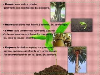 TIPOS DE CAULES/Morfologia | PDF