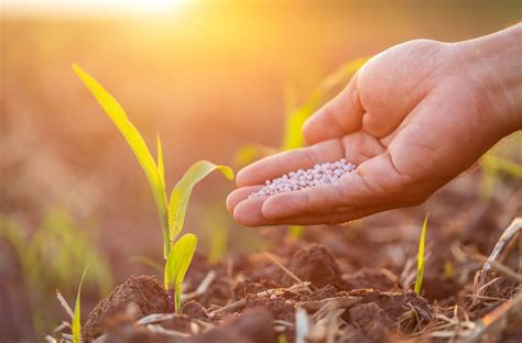 Adubos E Fertilizantes - Uso de fertilizantes: adubar mais é sinônimo de adubar melhor?