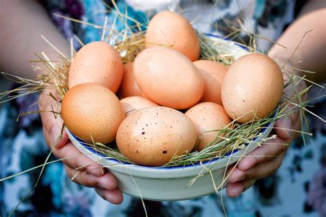 Инкубация куриных яиц: режимы и периоды, общая схема