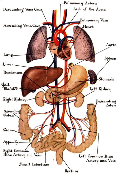Excretory System Organs Labeled - Excretory System of Human: Organs and ...