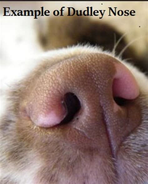 Dog Word of the Day: What is a Dudley Nose? - Dog Discoveries