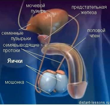 Мужская половая система | Дистанционные уроки