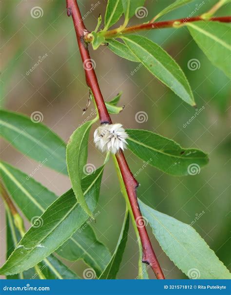Salix Daphnoides (violet Willow) Stock Photo - Image of salicaceae