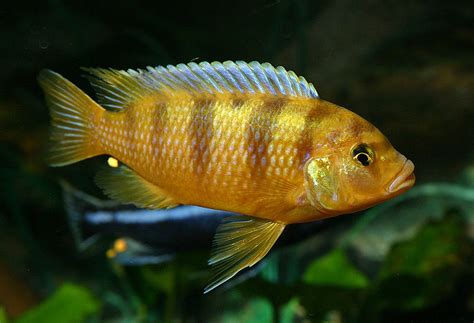 Псевдотрофеус Ломбардо 🐠: фото, видео, содержание, разведение, купить