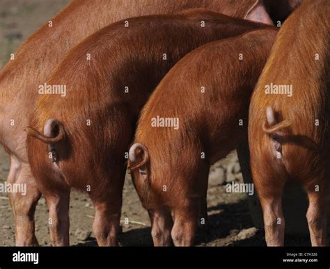 Little Pigs Stock Photos & Little Pigs Stock Images - Alamy