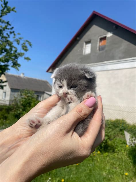 Котики весловухі: 300 грн. - Коти Золочів на Olx