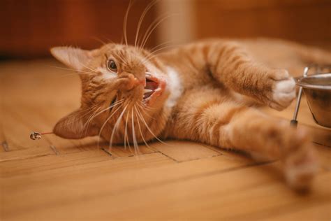 A Tabby Cat Eating Kibble · Free Stock Photo