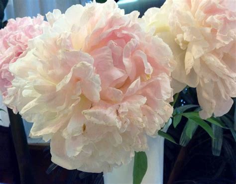 Пион Шифон Парфе (Chiffon Parfait): описание, фото, посадка и уход ...