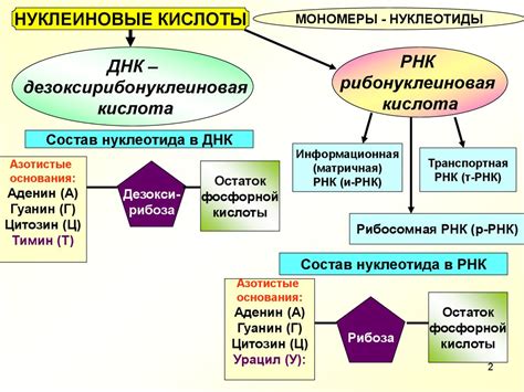 Нуклеиновые кислоты - online presentation