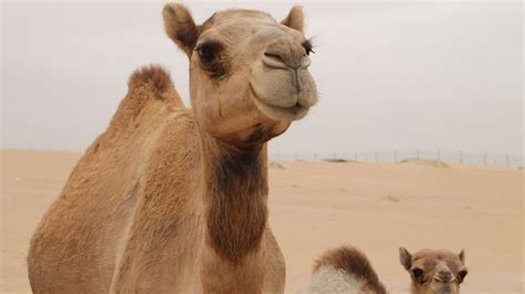 O que significa passar um camelo pelo fundo de uma agulha? | Camels ...