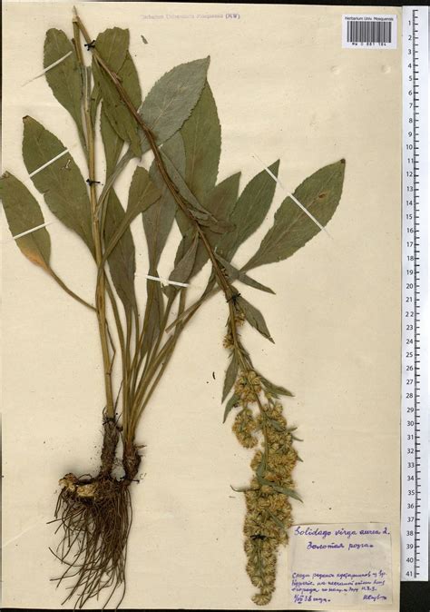 MW0881184, Solidago virgaurea (Золотарник обыкновенный, Золотая розга ...