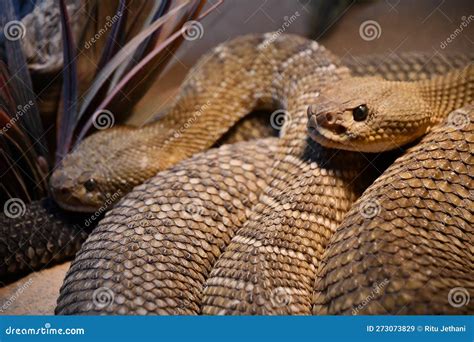 A Snake in its Habitat stock image. Image of habitat - 273073829