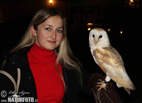Pegasta sova Fotke, Slike