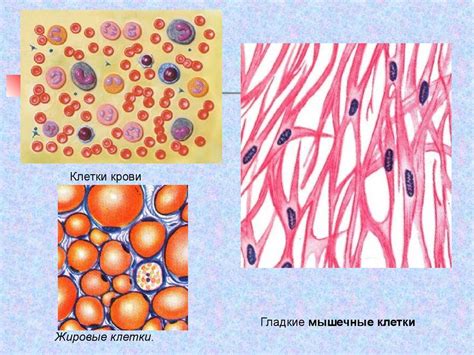 Патофізіологія клітини. Апоптоз клітини - презентация онлайн