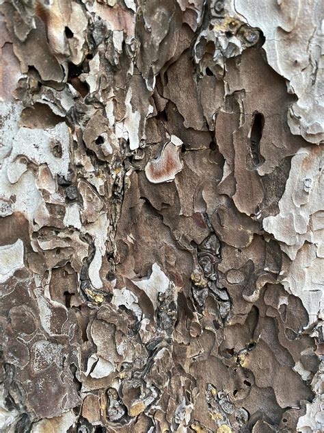 pine tree bark texture background natural  stock photo  vecteezy