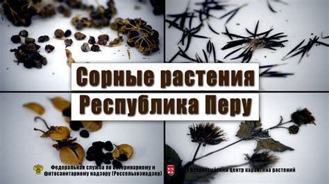 Сорные растения, Республика Перу, 10-30 ноября 2016 г. - YouTube
