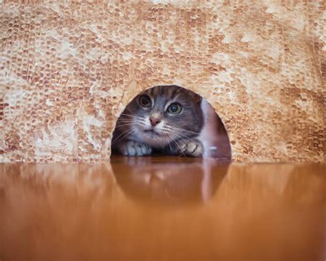 90+ Cat Looking At Mouse In Hole Stock Photos, Pictures & Royalty-Free