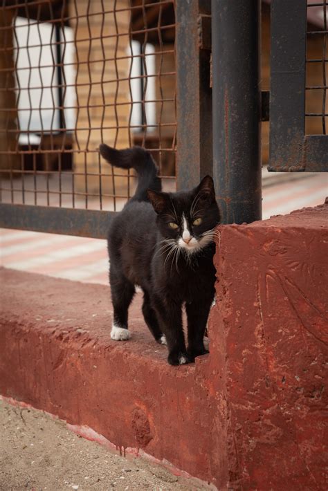 Морской котик / одесские котики :: котэ (прикольные картинки с кошками ...
