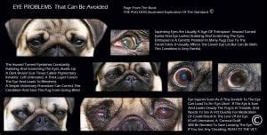 Pug Eyes Health Information-The Pug Breed Council