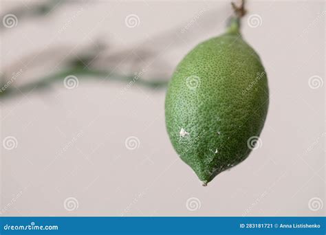 Sick lemon without leaves affected by a flour mite stock image