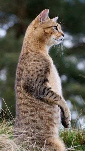 The Egyptian Mau Cat Looks Like a Tabby, Acts Like a Dog - FactsandHistory
