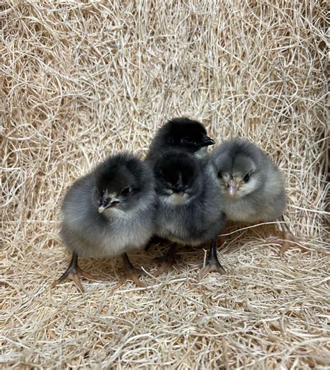 Blue Sexlink Chicks - Store - Valley Farms Hatchery