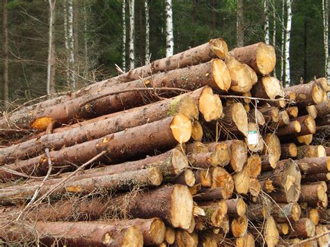 felled trees stock image  science photo library