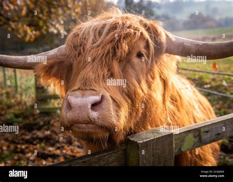 Metal Highland Cow Sculpture