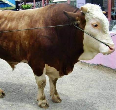 Sapi Simmental | My Site