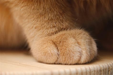 869+ Best Free Paw Stock Photos & Images · 100% Royalty-Free HD Downloads