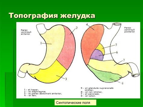 Топографическая анатомия брюшной полости. Границы области, деление на ...