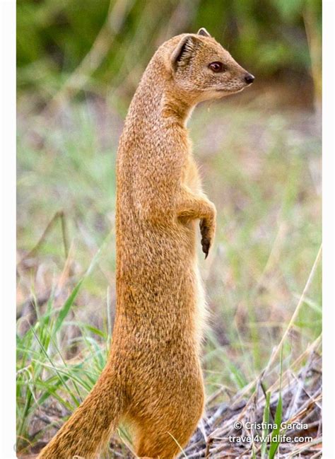 Yellow mongoose on the alert. They feed on small mammals, lizards and ...