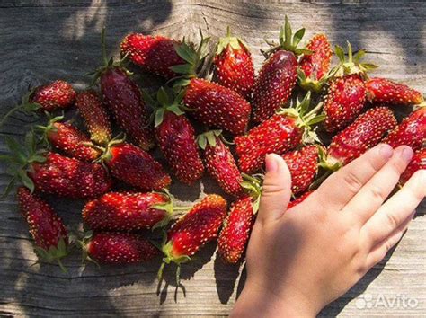 Саженцы клубники купчиха купить в Калининграде | Товары для дома и дачи ...