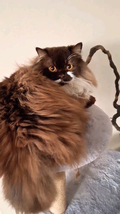 Ну котейка🤣🤣🤣 #кот #юмор #испуганный кот #шатландец #чеготобоюсь # ...