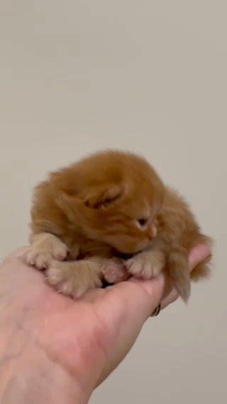 Ginger Scottish Fold in Dubai for sale - Camlist UAE