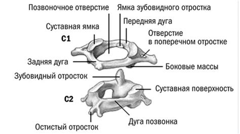 Строение шейных позвонков: описание и функции