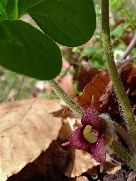 Wild Ginger Ground Cover