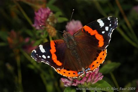 Admiral Bilder, Admiral Fotos | NaturFoto